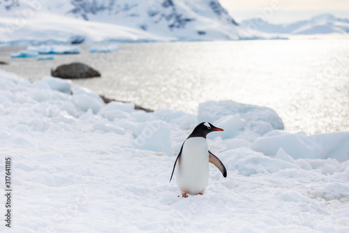 Gentoo penguin on the snow and ice of Antarctica