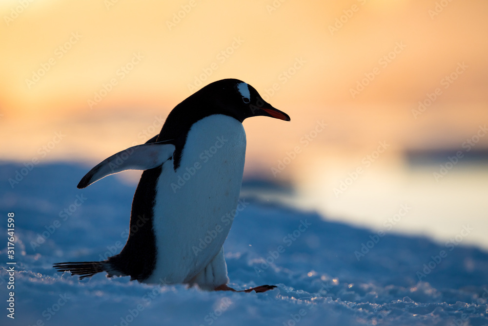 Obraz premium Gentoo penguin on the snow and ice of Antarctica with mountains and yellow orange sky