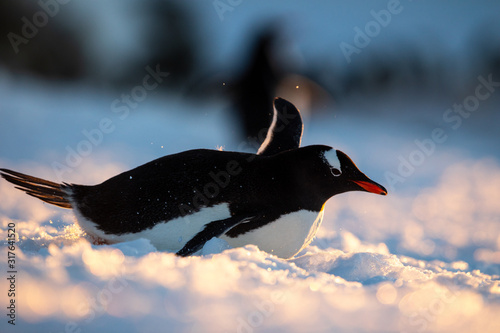 Gentoo penguin on the snow and ice of Antarctica closeup