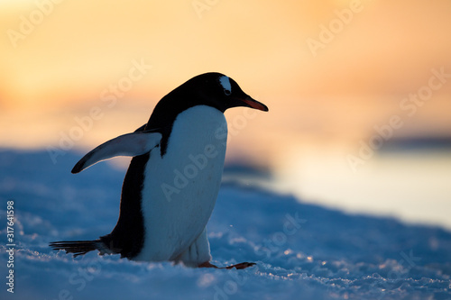 Gentoo penguin on the snow and ice of Antarctica with mountains and yellow orange sky