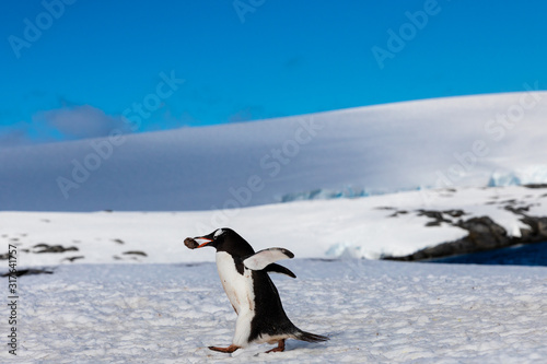 Gentoo penguin on the snow and ice of Antarctica with rock in beak