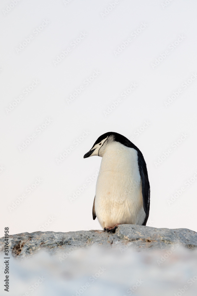 Fototapeta premium Chinstrap penguin on the snow and ice of Antarctica
