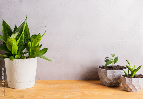 Home gardening landscaping. Various green plants in decorative gray pots on a wooden table. Copy space banner. © ximich_natali
