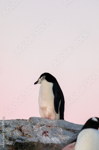 Chinstrap penguin on the snow and ice of Antarctica with pink sky