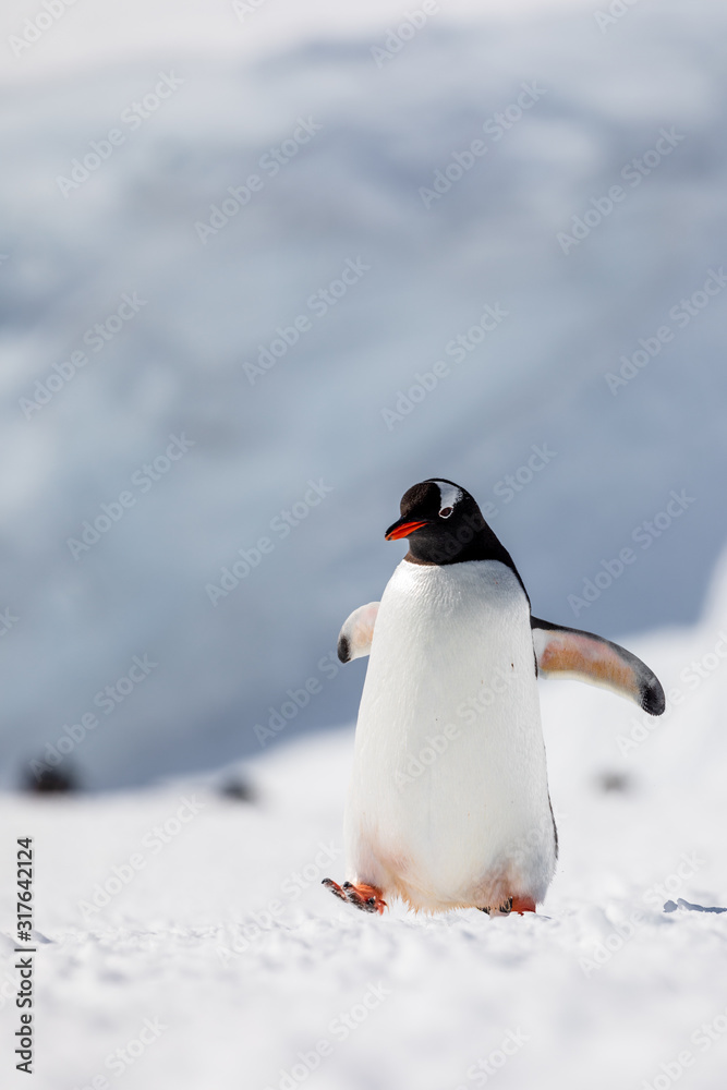 Fototapeta premium Gentoo penguin on the snow and ice of Antarctica