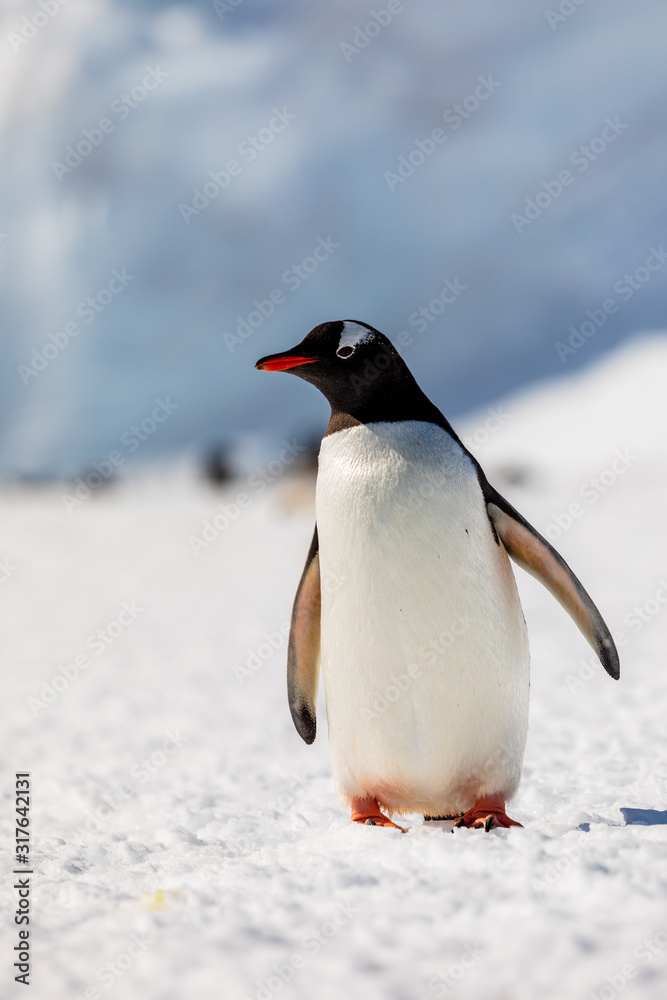 Obraz premium Gentoo penguin on the snow and ice of Antarctica