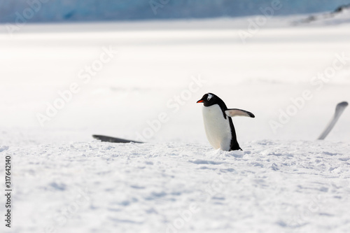 Gentoo penguin on the snow and ice of Antarctica