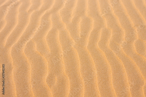 Texture, the surface of a sand dune of a yellow shade, covered with small ripples of the waves going vertically. Stockton Sand Dunes near the coast, Worimi Regional Park, Anna Bay, Australia © Ksenia