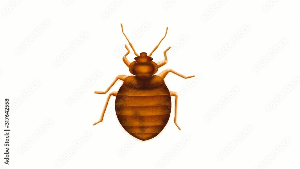 Animated clip of a bed bug on a white background
