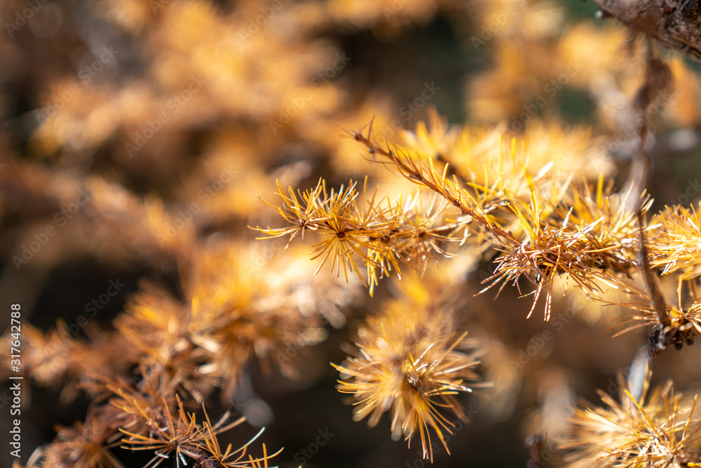 Golden pine leaves of autumn