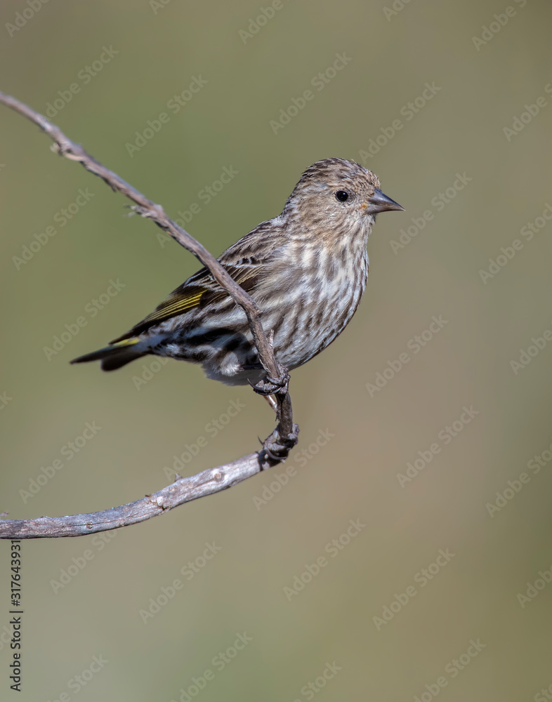 Pine Siskin on a perch Pine Siskin on a perch
