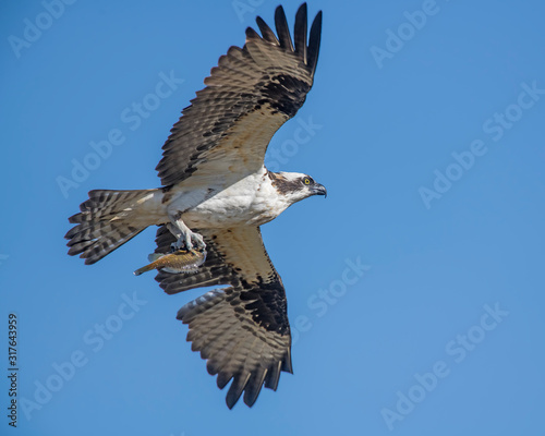 Osprey in flight with fish