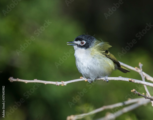 Black-capped Vireo in the Wichita Mountains