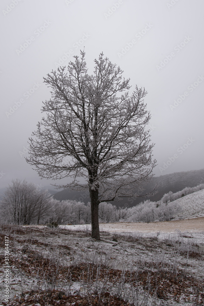 Fototapeta premium fairytale image in a frozen forest