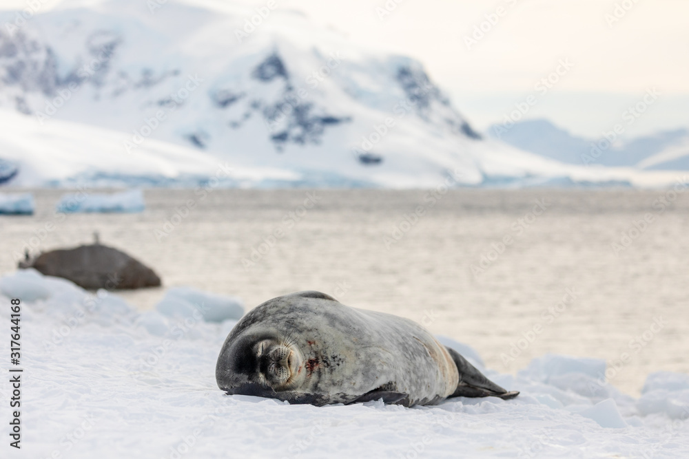 Naklejka premium Weddell seal in Antarctica resting on snow and ice, natural wildlife behavior, relaxing with eyes closed