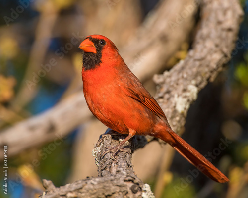 Male Northern Cardinal in the Wichita Mountains