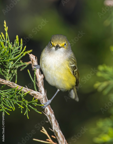 White-eyed Vireo on a perch in the Wichita Mountains photo