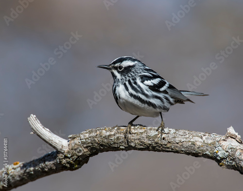 Bild auf Leinwand Black and White Warbler on a perch