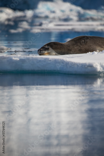 Leopard seal resting on iceberg lying down in the water of Antarctica, wildlife behavior, relaxing with eyes open © Gabi