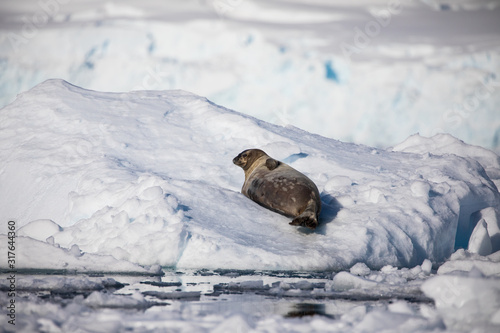 Weddell seal resting on iceberg in the water of Antarctica, wildlife behavior, relaxing with eyes open