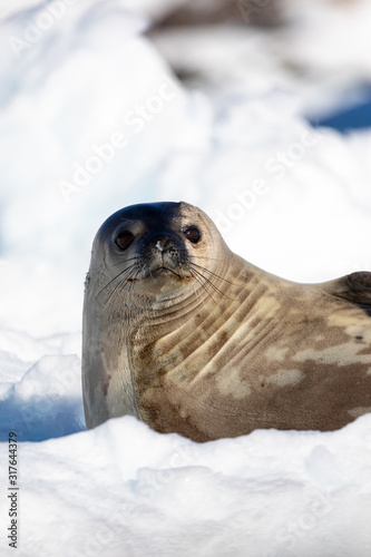 Weddell seal resting on iceberg in the water of Antarctica, wildlife behavior, relaxing with eyes open