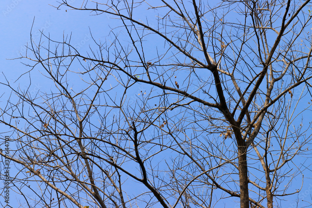 Fototapeta premium Beautiful tree on blue sky background