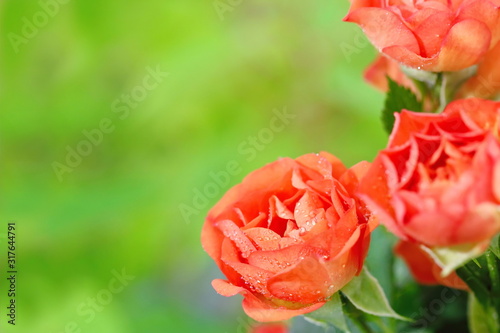 Bouquet of beautiful roses on natural background