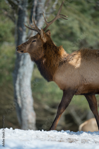 Elk Bull with rack