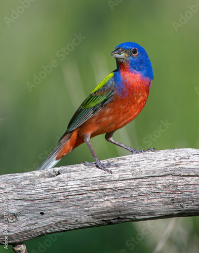 Male Painted Bunting © David McGowen
