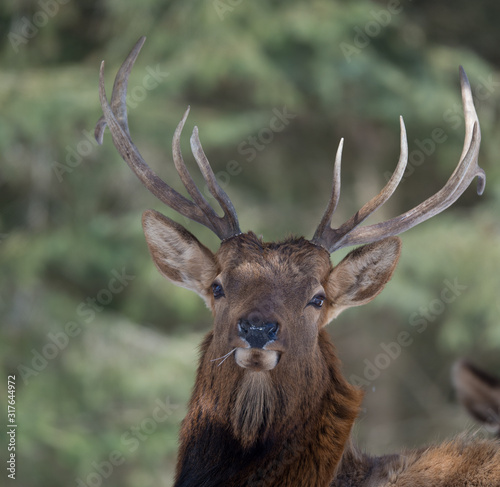 Elk Bull photo
