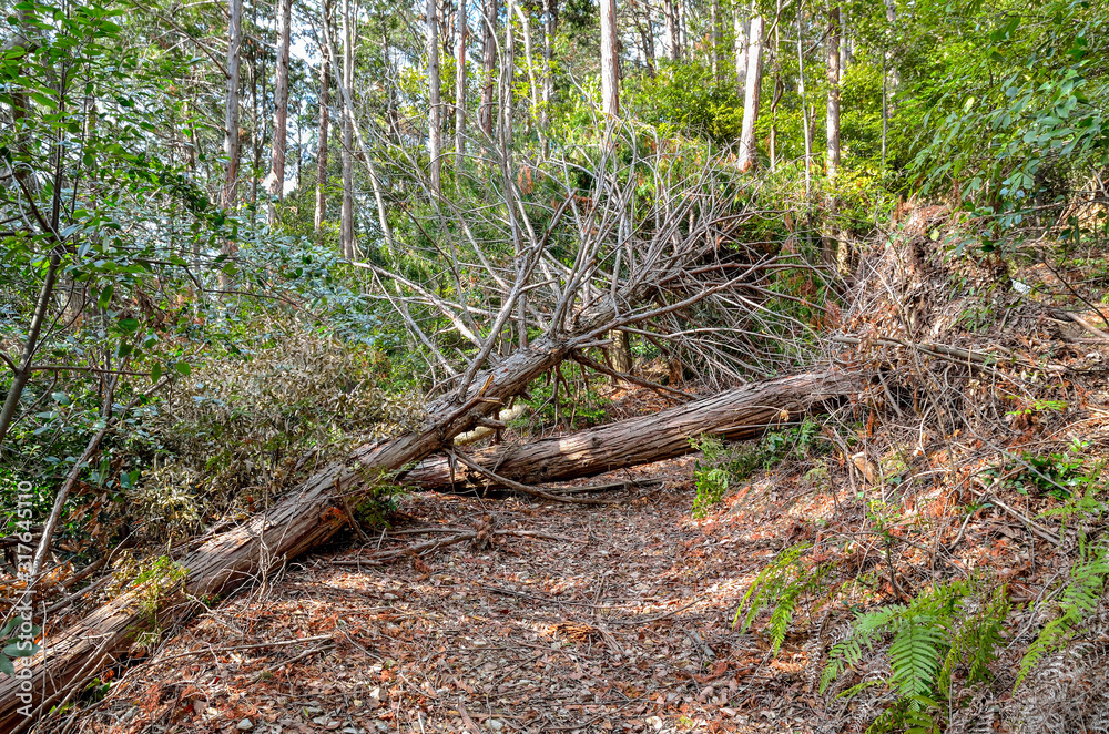 京都一周トレイル清水山の倒木stock Photo Adobe Stock