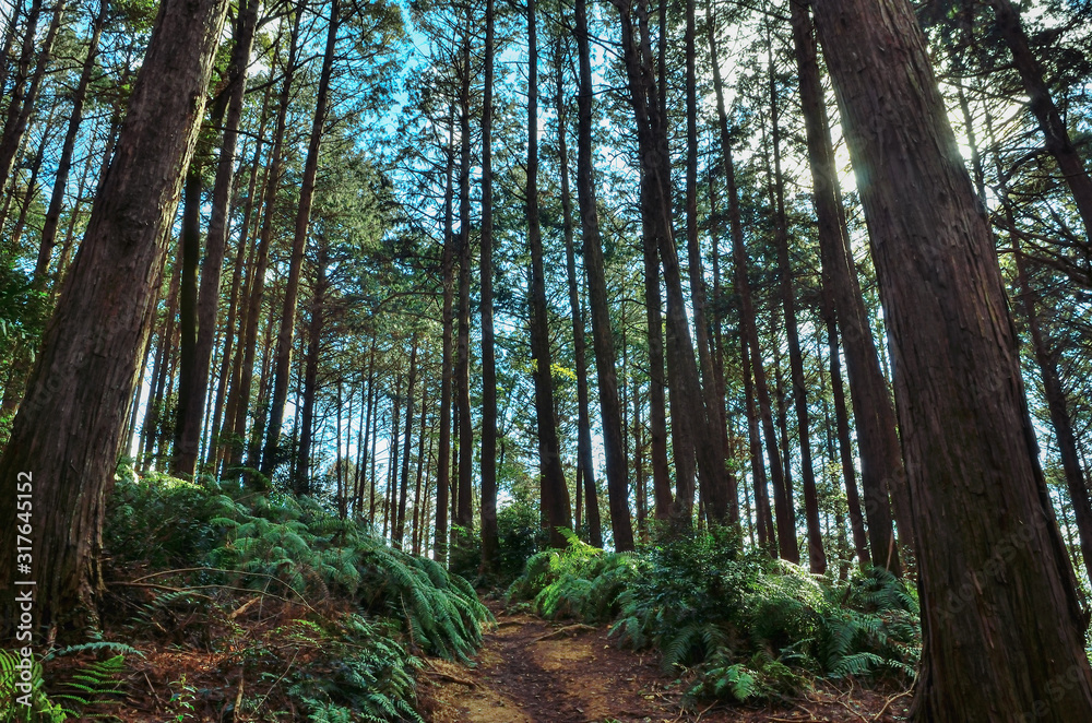 Naklejka premium 京都一周トレイル 清水山