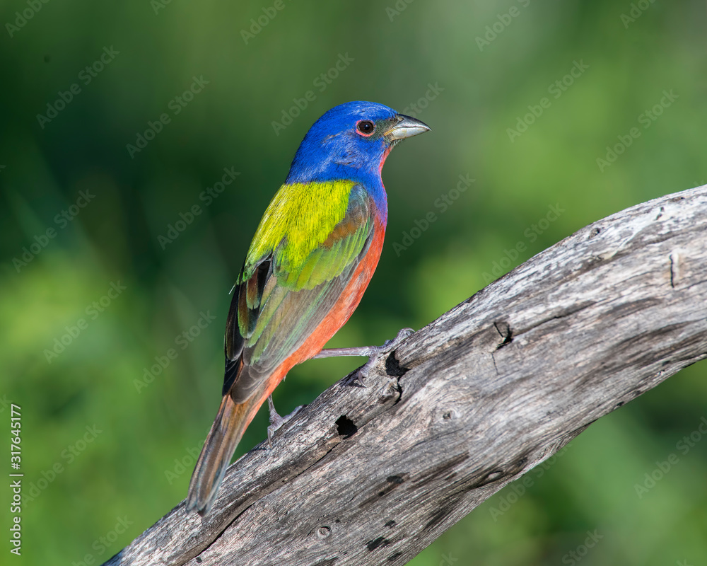 Male Painted Bunting