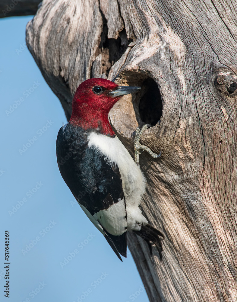 Fototapeta premium Red-headed Woodpecker