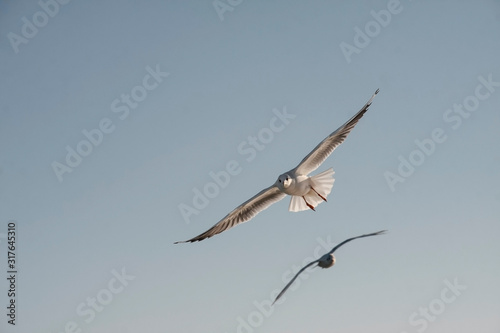 A seagull bird flies in the sky above the sea. © drstokvektor