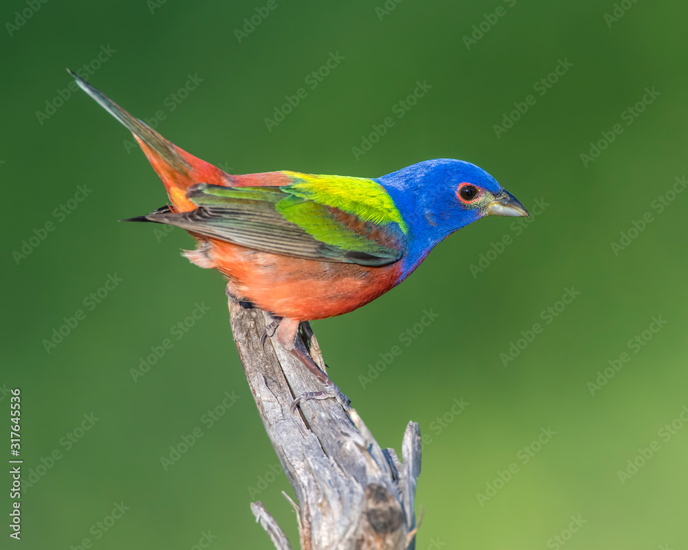 Obraz premium Male Painted Bunting
