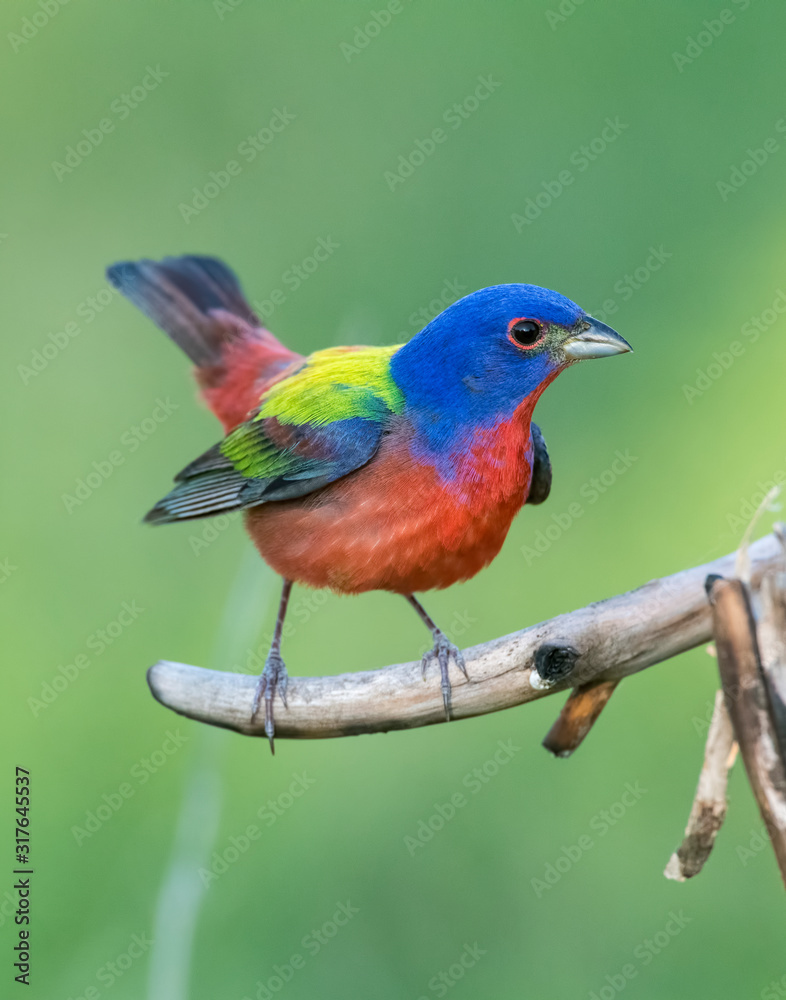 Male Painted Bunting Male Painted Bunting