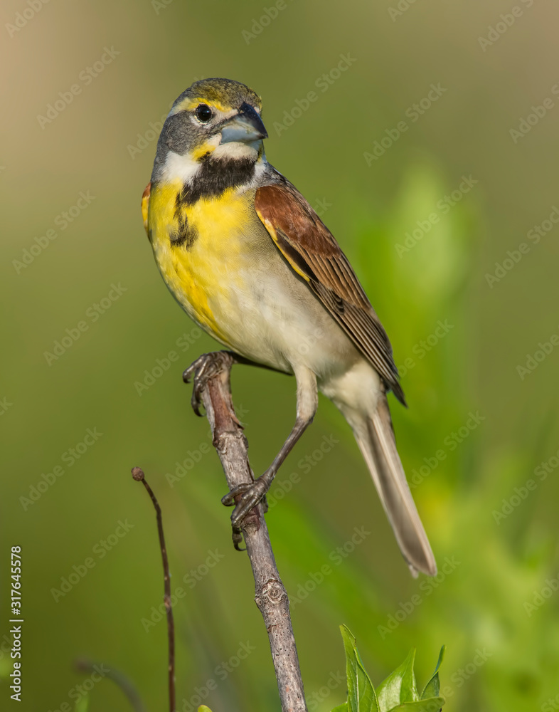 Dickcissel on a perch Dickcissel on a perch