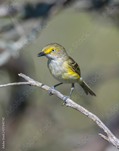 White-eyed Vireo photo