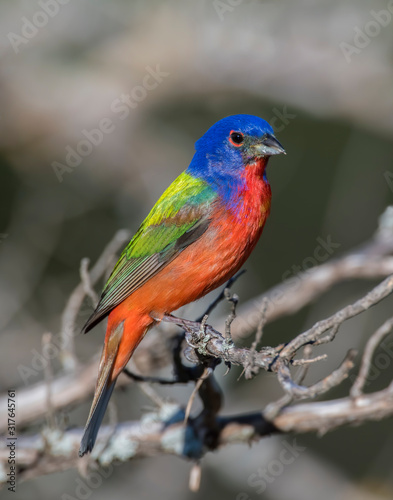 Male Painted Bunting