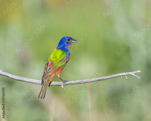 Male Painted Bunting