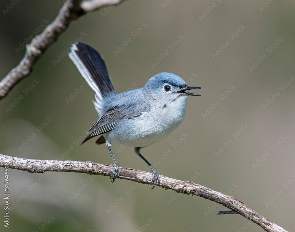 Fototapeta premium Blue-gray Gnatcatcher