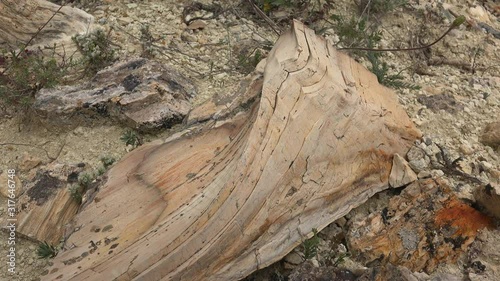 Petrified forest in which tree trunks have fossilized. Silicified trunk have been preserve in life position. Algal stromatolite observed upon stumps branch fossil geological heritage prehistoric bole  photo