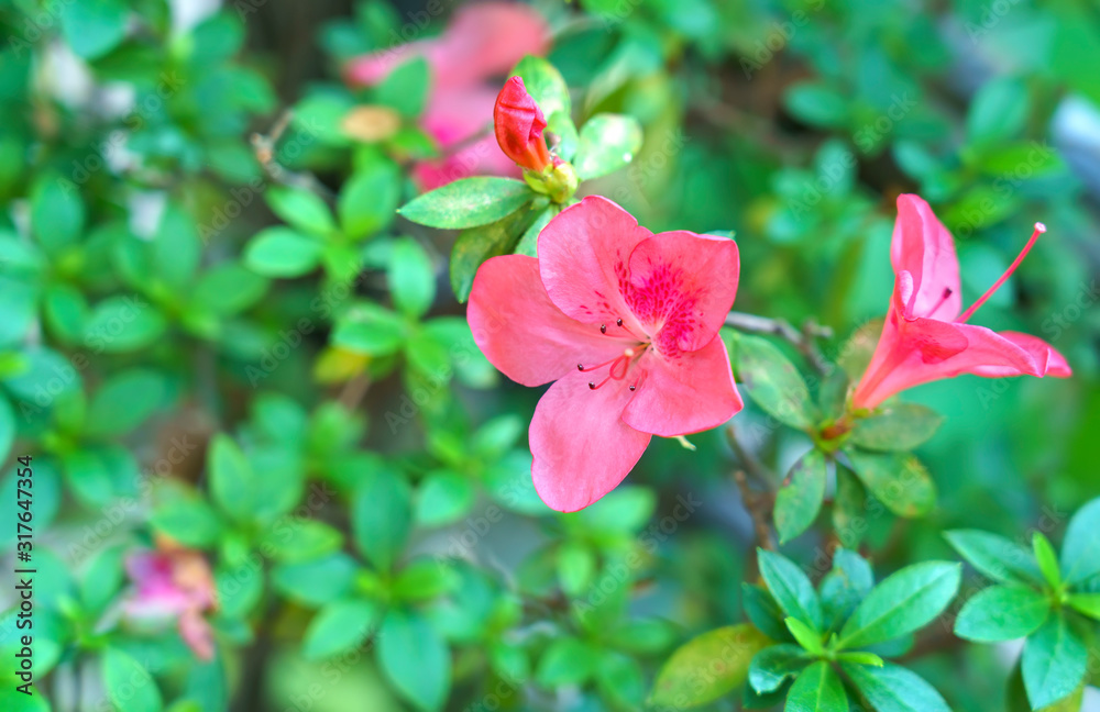Beautiful pink Azalea in the garden , Thailand Beautiful pink Azalea in the garden , Thailand