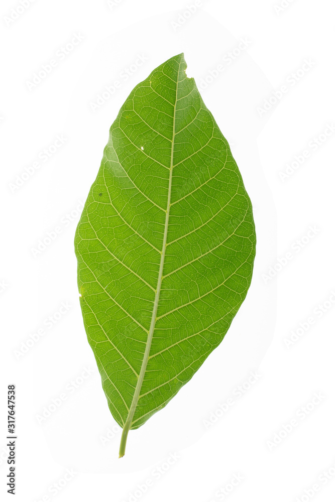 green leaves frame on white background green leaves frame on white background