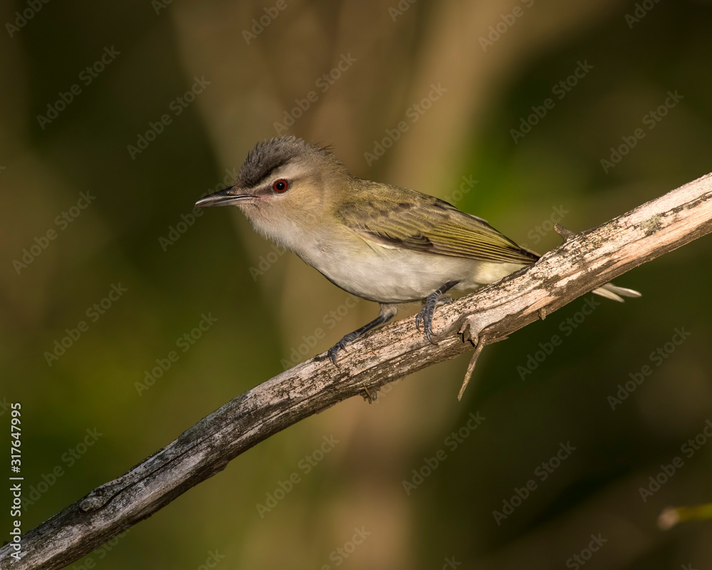 Red-eyed Vireo on a perch