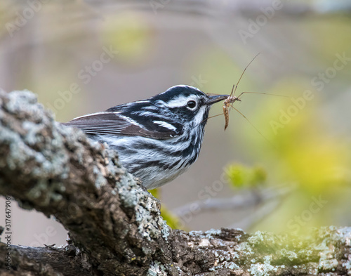 Black and White Warbler on a perch with insect photo