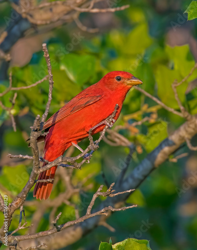 Male Summer Tanager on a perch