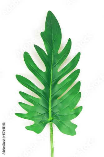 artificial xanadu leaf isolated on white