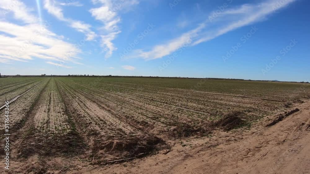 POV driving past a newly planted lettuce field in Yuma Arizona; irrigation pipes are visible POV driving past a newly planted lettuce field in Yuma Arizona; irrigation pipes are visible